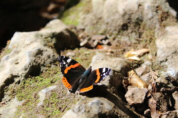 Fototapeta na wymiar beautiful butterfly close-up on a stone on a sunny day