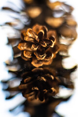 abstract reflection of pinecone
