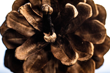 closeup of a pinecone