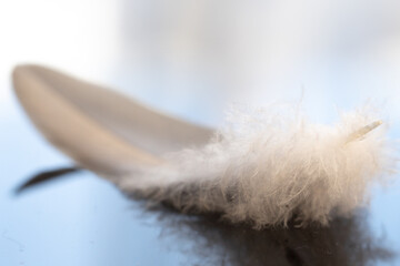 close up detail of feather