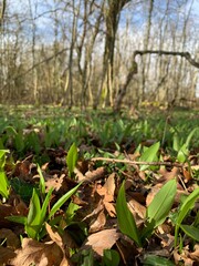 spring in the forest