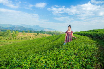 Fototapeta na wymiar Asian woman in traditional clothes collecting tea leaves with basket in tea plantations terrace, Chiang mai, Thailand.