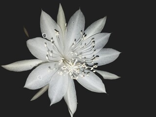 white flower on black,wijayakusuma,indonesia