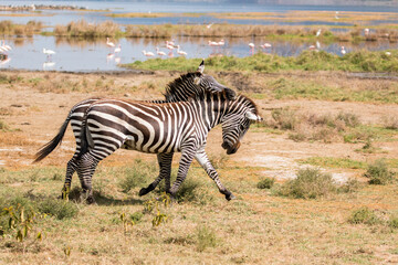 Fototapeta na wymiar zebra couple playing by lake