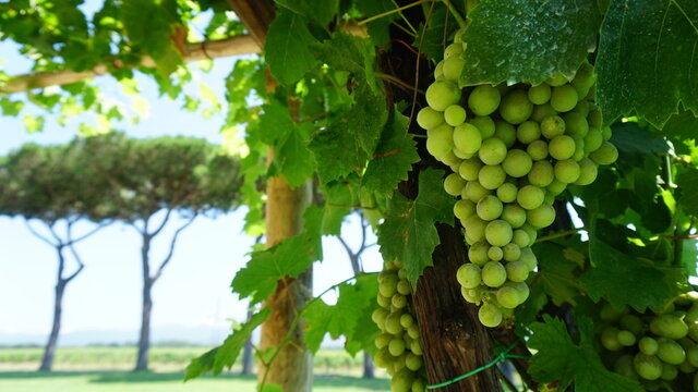 bunch of grapes on the vine