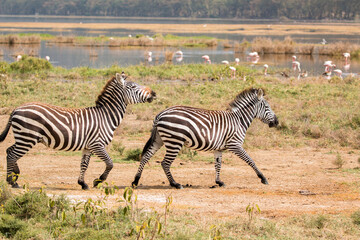 Fototapeta na wymiar zebra couple playing by lake