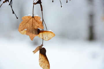 autumn leaves in snow
