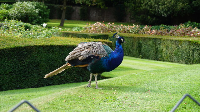 peacock in the park