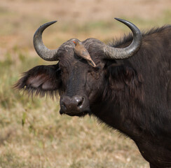 buffaloe close up of head with red billed oxpecker sitting on top