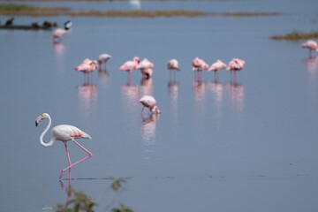 wild greater flamingos at lake nakuru
