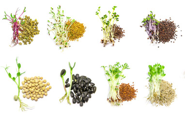 Collage of different microgreens on a white background. Selective focus.