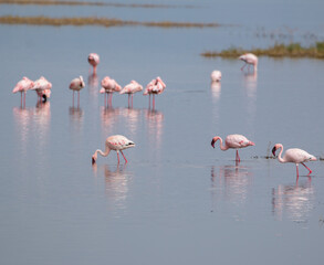 wild greater flamingos at lake nakuru