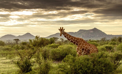 Giraffe walking through the grasslands in Kenya - obrazy, fototapety, plakaty
