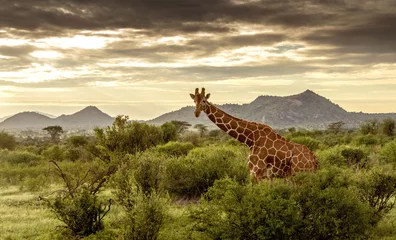 Deurstickers Giraffe walking through the grasslands in Kenya © STORYTELLER