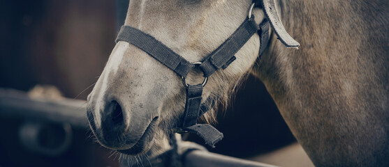 The nose of horse in halter in the paddock. Horse muzzle close up
