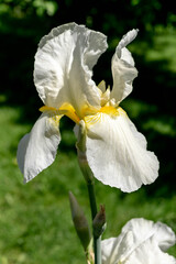 Naklejka na ściany i meble White iris flower in a summer sunny garden.