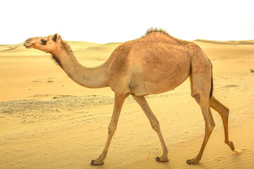 A lonely young wild dromedary, Camelus dromedarius, also called Arabian camel, walkin on the sand desert in Dubai, United Arab Emirates. Middle East travel concept. Copy space.