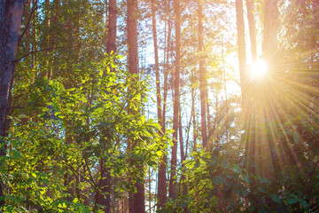 Beautiful sunset sunrise sun sunshine in sunny pine and oak forest. Sunlight Sunbeams Through Woods In Forest Landscape.