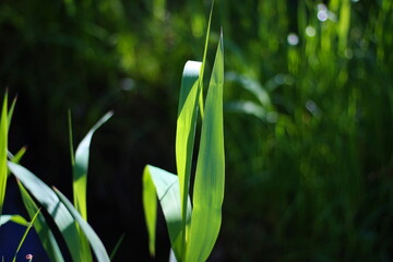 Obraz premium Green grass on a sunny day