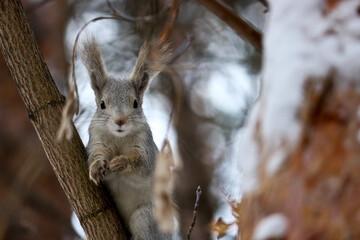 Young squirrel sits on a pine branch in the forest. Close up portrait of animal. Cute fluffy.