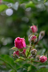Climbing pink rose buds in the evening summer garden.