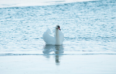  swan swimming on a water
