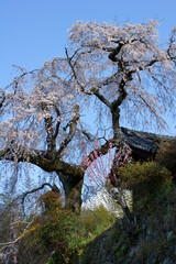 京都・地蔵禅院(地蔵院)の枝垂れ桜（京都府綴喜郡井手町）