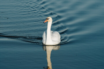  swan swimming on a water