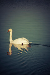  swan swimming on a water