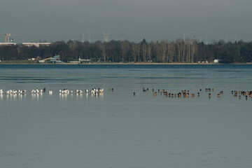 Fototapeta na wymiar small birds sitting on a lake covered with ice
