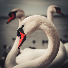 Swan