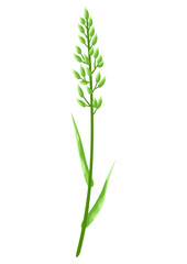 Illustration of stylized cereal grass.