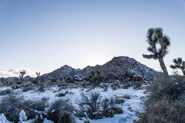 snow covered joshua trees