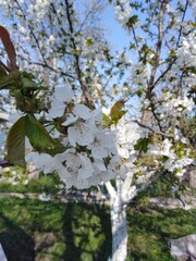 apple tree in bloom