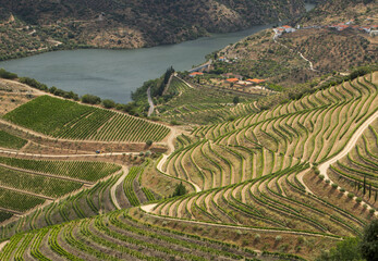 Scenic landscape of Alto Douro vineyards - UNESCO World Heritage. Alto Douro Vinhateiro, Portugal.	