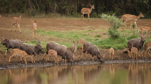Large herd of skittish Nyala Antelope drink at African watering pond
