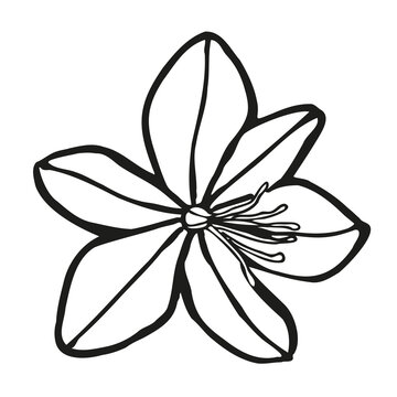 รูปภาพAsphodel – เลือกดูภาพถ่ายสต็อก เวกเตอร์ และวิดีโอ1,432 | Adobe Stock