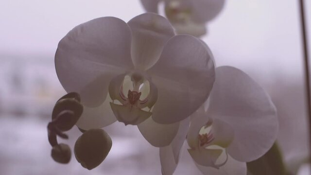 Two beautiful orchids in the window