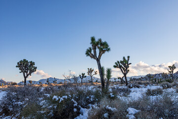 joshua trees in the snow