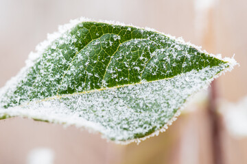 green tree leaves covered by frost and rime during a winter storm. ​Palencia, Spain