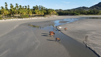 Amanecer en la playa costarricense con caballos refrescándose © Alejandro