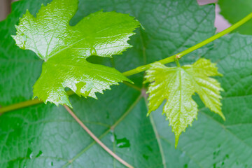 Young branches of a vine after a spring rain in the garden.