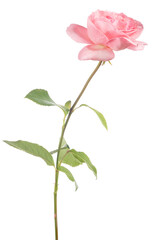 pink isolated small rose with single bloom