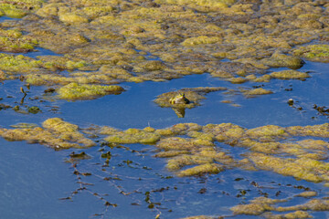 algae on the river bank, frogs