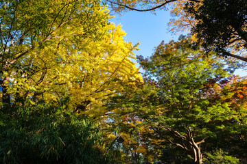 東京都 秋の日比谷公園 紅葉