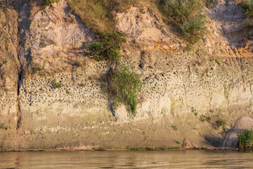 Fototapeta na wymiar Riverbank, nests of shore swallows