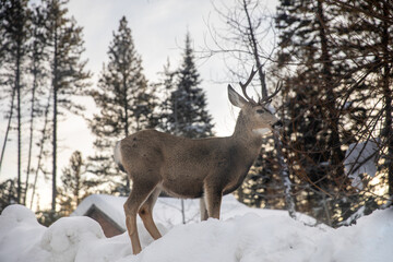 deer in a snowing forest looking around