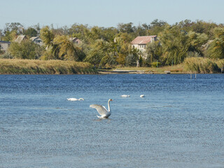 White swans foraging on river with one of them flapping wings on a windy fall day. Ripples on the river surface and trees bending caused by strong wind