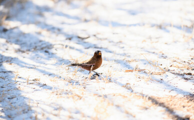 Gray-crowned Rosy-Finch (Leucosticte tephrocotis) in Winter on the Plains of Colorado