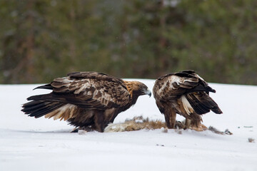 Majestic birds of prey, Golden eagles, Aquila chrysaetos with their prey in the snow on a snowy winter day in Finland, Northern Europe